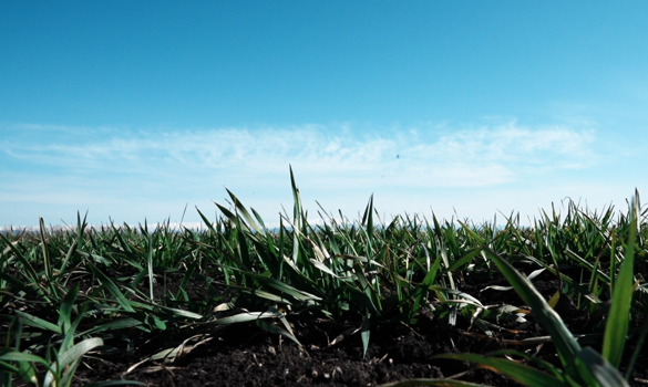 望“症”把“麦” ，60.43万亩冬小麦返青