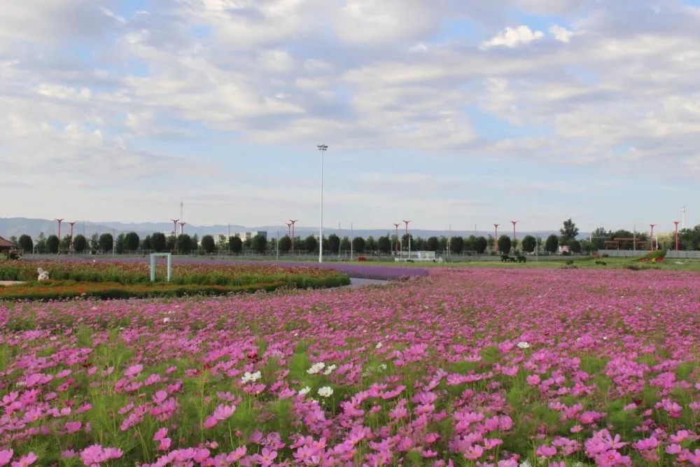 裕民县:以花为媒 "花样裕民"越来越有样_县市动态_今日塔城_要闻动态_