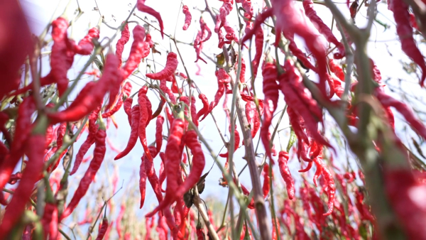 202410111059348370.jpeg 202410111059348370.jpeg