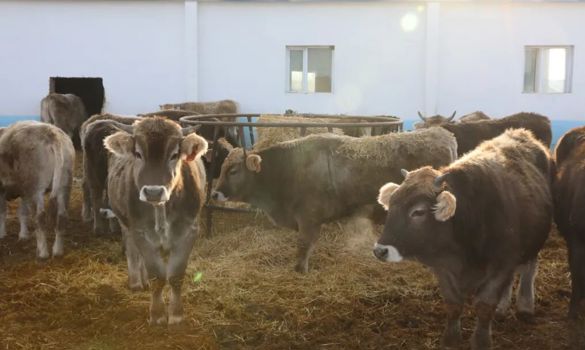 日新月异看塔城｜塔城现代畜牧业构建全产业链发展新生态