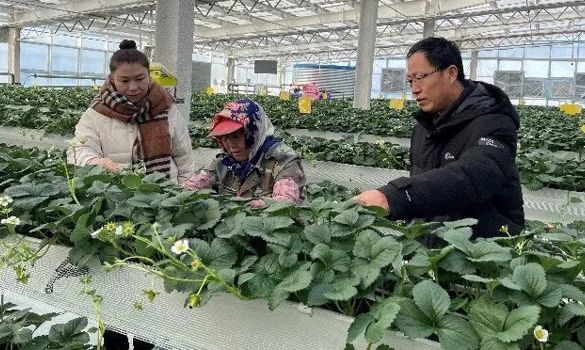 辽宁援疆进行时 | 辽宁省农科院援疆专家冬季巡回技术服务赋能边疆春耕备耕