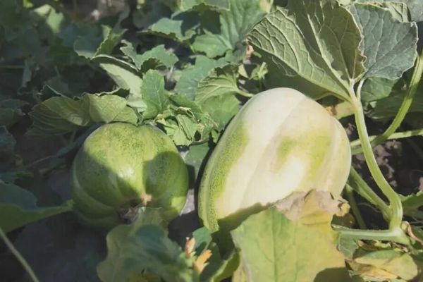 乡村振兴 | 小瓜果做成大产业 生态养殖撑起富民梦！