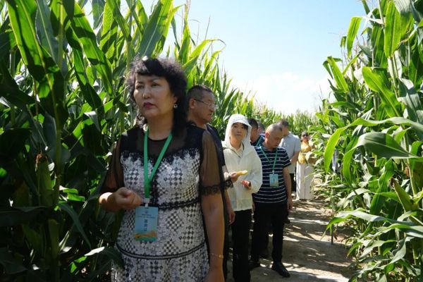 齐聚塔城！“新疆好粮油”玉米产销合作推进会嘉宾开展实地调研