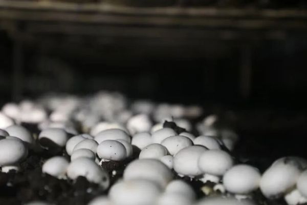 十五五·开局启新看塔城 | “小蘑菇”跑出产业振兴“加速度”